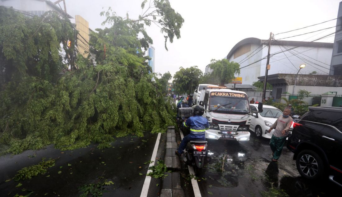 Pohon tumbang menutupi badan jalan akibat hujan dan angin di kawasan Jalan Raya Kebayoran Lama, Jakarta, Sabtu (11/12). - JPNN.com