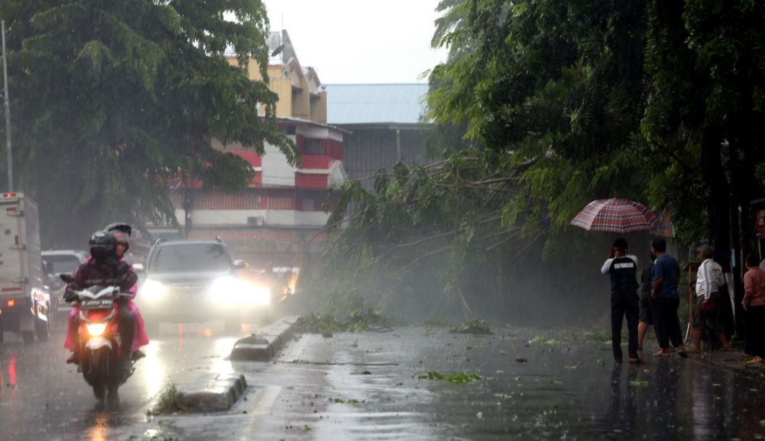 Pohon tumbang menutupi badan jalan akibat hujan dan angin di kawasan Jalan Raya Kebayoran Lama, Jakarta, Sabtu (11/12). - JPNN.com