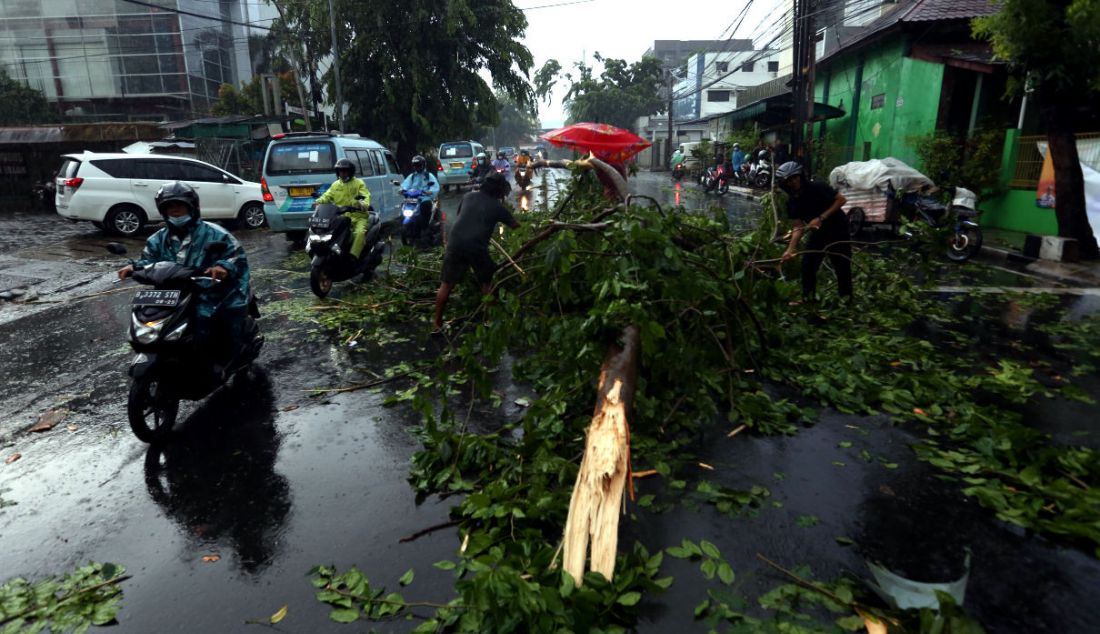 Warga mengevakuasi pohon tumbang akibat hujan dan angin di kawasan Jalan Raya Kebayoran lama, Jakarta, Sabtu (11/12). - JPNN.com