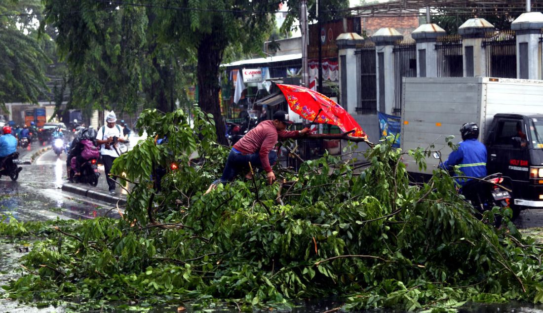 Warga mengevakuasi pohon tumbang akibat hujan dan angin di kawasan Jalan Raya Kebayoran lama, Jakarta, Sabtu (11/12). - JPNN.com