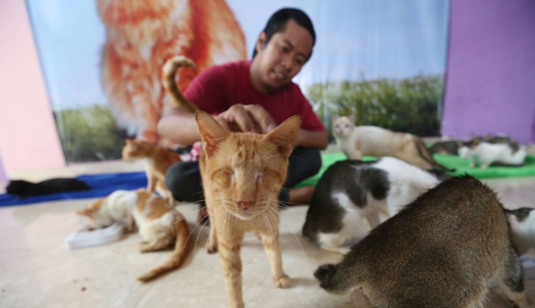 Pemilik Rumah Blendy Bimbim bercengkerama dengan kucing-kucing disabilitas di Rumah Blendy, kawasan Sawangan, Depok, Kamis (16/12). - JPNN.com