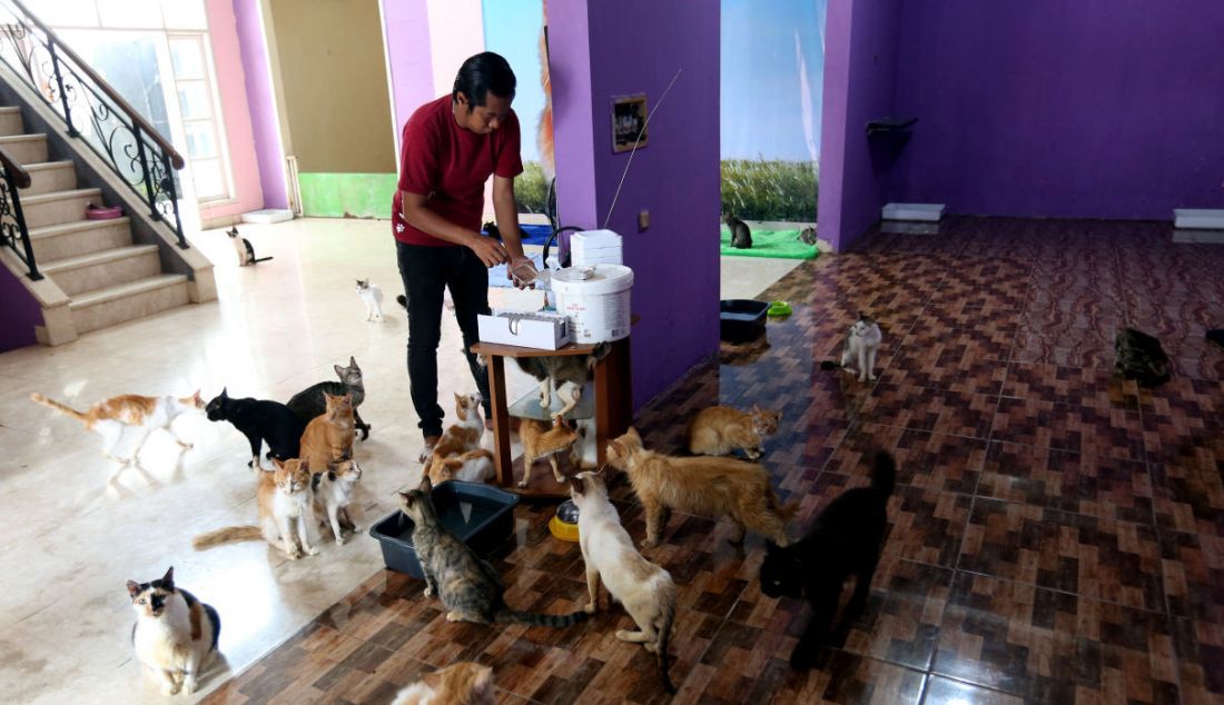 Pemilik Rumah Blendy Bimbim memberi makanan kepada kucing-kucing disabilitas di Rumah Blendy untuk Kucing Disabilitas di kawasan Sawangan, Depok, Kamis (16/12). - JPNN.com