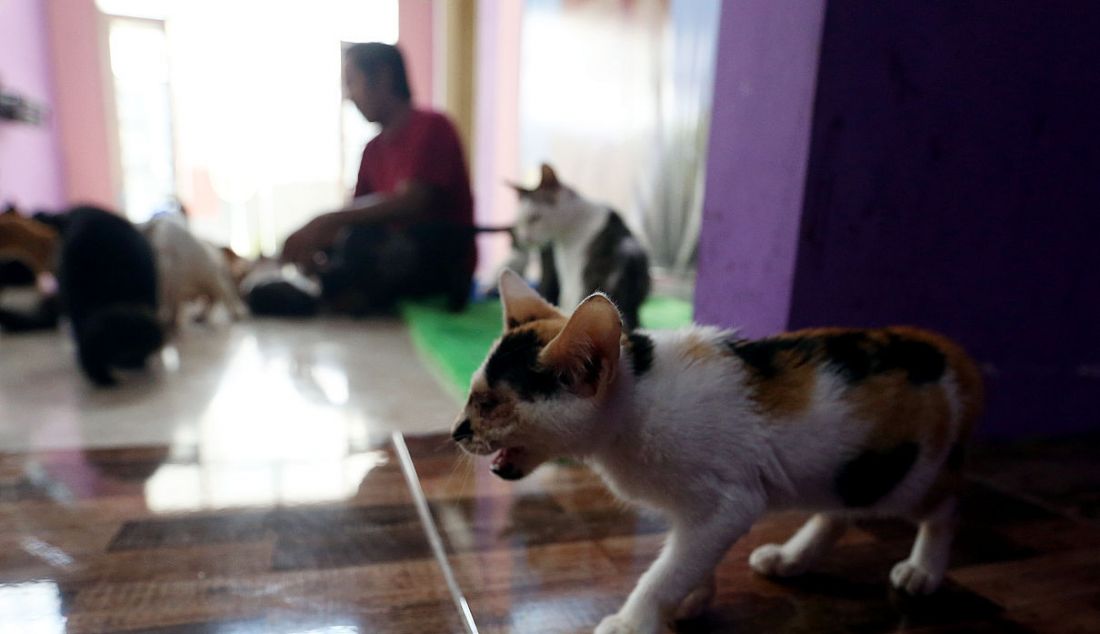 Seekor anak kucing disabilitas di Rumah Blendy untuk Kucing Disabilitas di kawasan Sawangan, Depok, Kamis (16/12). - JPNN.com