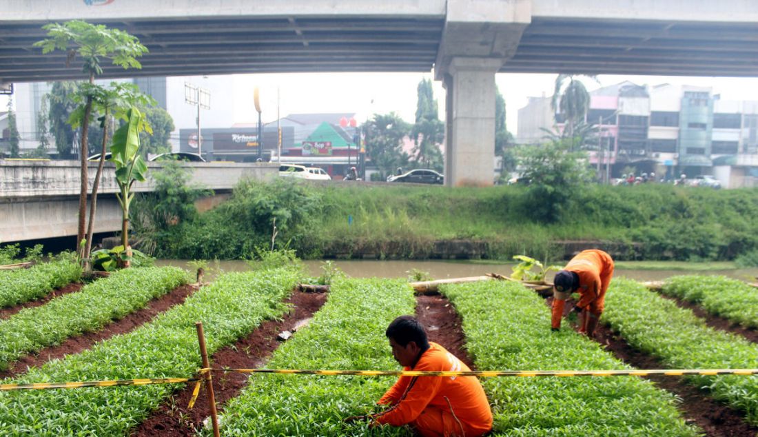 Petugas PPSU menanam sayur di lahan kosong kawasan Banjir Kanal Timur (BKT) Jakarta Timur, Kamis (31/3). Lahan tersebut sebelumnya dijadikan tempat pembuangan sampah liar oleh warga, sekarang di manfaatkan untuk menanam sayuran oleh anggota PPSU untuk penghijauan. - JPNN.com