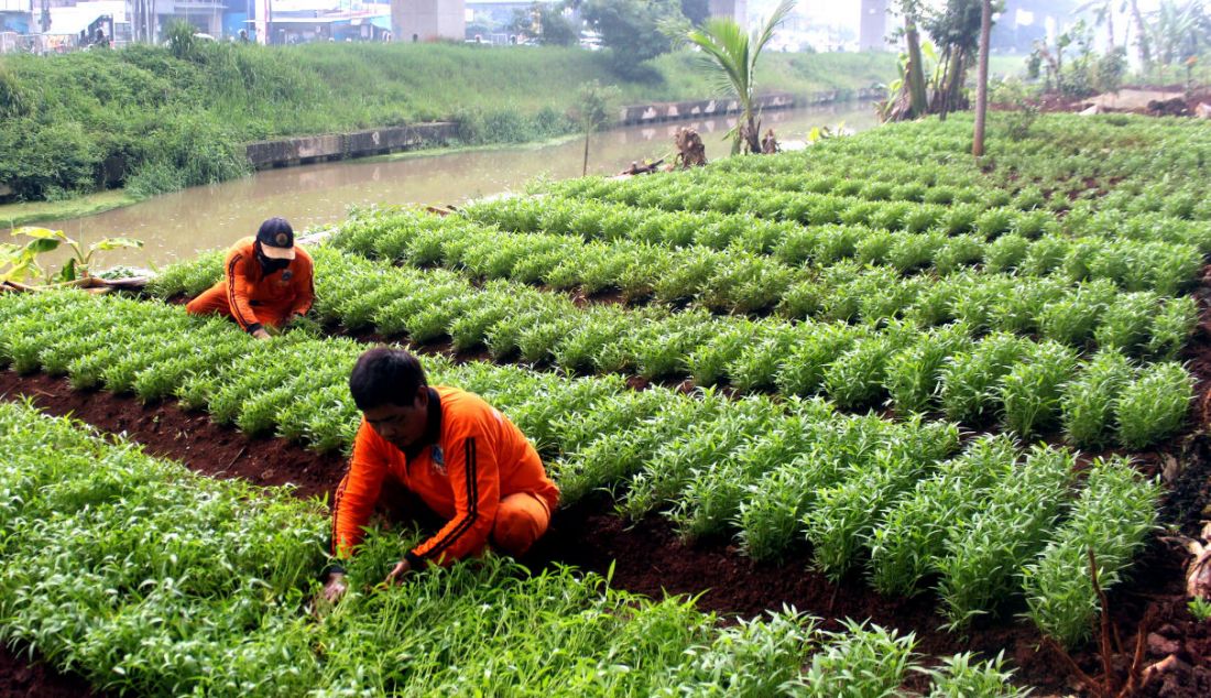 Petugas PPSU menanam sayur di lahan kosong kawasan Banjir Kanal Timur (BKT) Jakarta Timur, Kamis (31/3). Lahan tersebut sebelumnya dijadikan tempat pembuangan sampah liar oleh warga, sekarang di manfaatkan untuk menanam sayuran oleh anggota PPSU untuk penghijauan. - JPNN.com