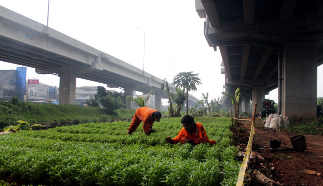 Petugas PPSU menanam sayur di lahan kosong kawasan Banjir Kanal Timur (BKT) Jakarta Timur, Kamis (31/3). Lahan tersebut sebelumnya dijadikan tempat pembuangan sampah liar oleh warga, sekarang di manfaatkan untuk menanam sayuran oleh anggota PPSU untuk penghijauan. - JPNN.com