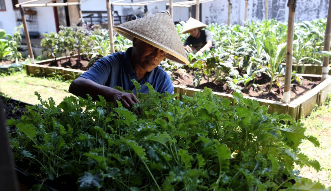 Arfan bersama anaknya melihat perkembangan sayuran kale tumbuhan kultivar dalam spesies Brassica Oleracea di perkebunan Ragamukti, Bogor, Sabtu (9/4). - JPNN.com