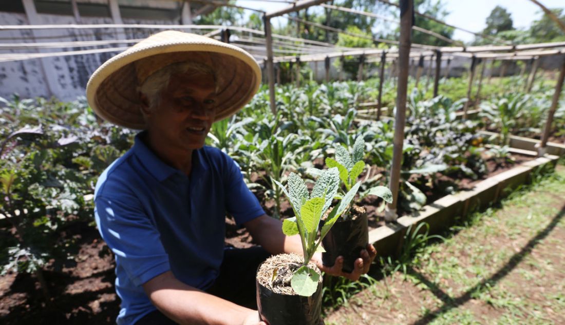 Arfan (57) melihat perkembangan sayuran kale tumbuhan kultivar dalam spesies Brassica Oleracea di perkebunan kale organik, Ragamukti, Bogor, Sabtu (9/4). Tanaman sayur tersebut berasal dari Mediterania Timur dan Asia. Kini banyak dibudidayakan di Indonesia dengan sistem organik baik dari pupuk dan racun hama dari bahan alami. Tanaman ini banyak mengandung khasiat dan baik untuk kesehatan. Untuk harga tanaman sayuran itu dijual seharga 100 ribu rupiah per kilo. - JPNN.com