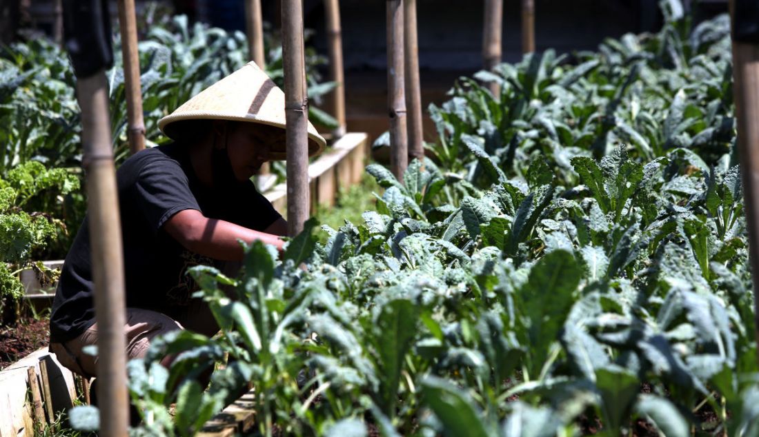 Arfan bersama anaknya melihat perkembangan sayuran kale tumbuhan kultivar dalam spesies Brassica Oleracea di perkebunan kale organik, Ragamukti, Bogor, Sabtu (9/4). - JPNN.com