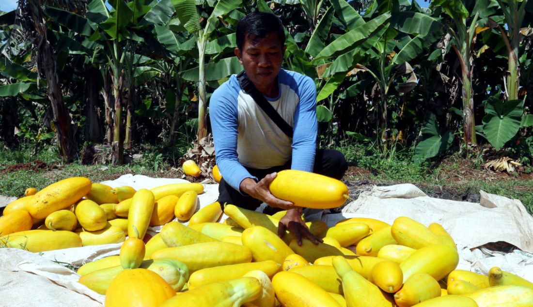 Petani memanen buah timun suri di Kawasan Sawangan, Depok, Jawa Barat, Sabtu (9/4). - JPNN.com