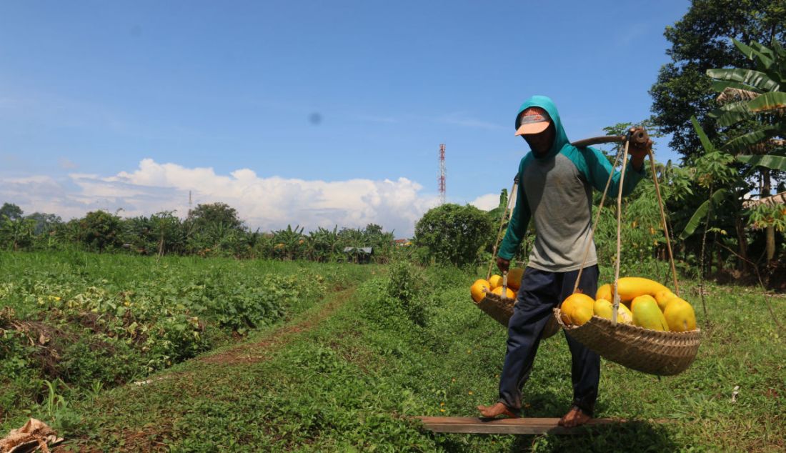 Petani memanen buah timun suri di Kawasan Sawangan, Depok, Jawa Barat, Sabtu (9/4). Buah Timun Suri dijual oleh petani seharga Rp 9.000 sampai Rp 20.000 per buah tergantung besar kecilnya. Buah tersebut menjadi menu favorit untuk berbuka puasa. - JPNN.com