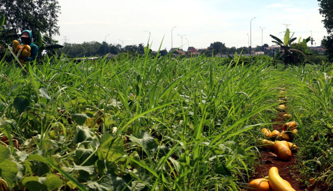 Petani memanen buah timun suri di Kawasan Sawangan, Depok, Jawa Barat, Sabtu (9/4). Timun Suri dijual oleh petani seharga Rp 9.000 sampai Rp 20.000 per buah tergantung besar kecilnya. - JPNN.com