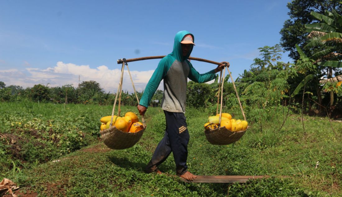 Petani memanen buah timun suri di Kawasan Sawangan, Depok, Jawa Barat, Sabtu (9/4). Timun Suri dijual oleh petani seharga Rp 9.000 sampai Rp 20.000 per buah. - JPNN.com