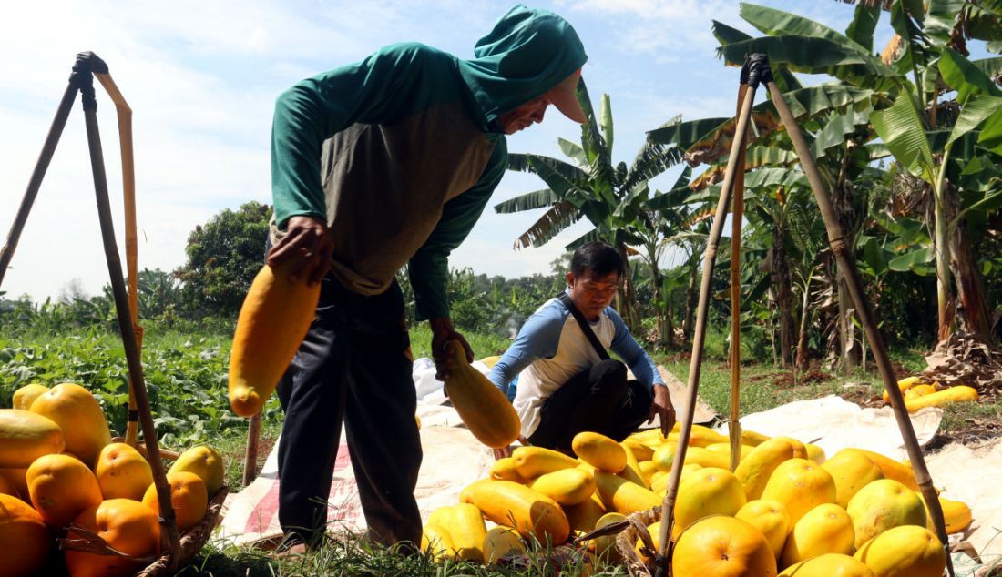 Petani memanen buah timun suri di Kawasan Sawangan, Depok, Jawa Barat, Sabtu (9/4). - JPNN.com