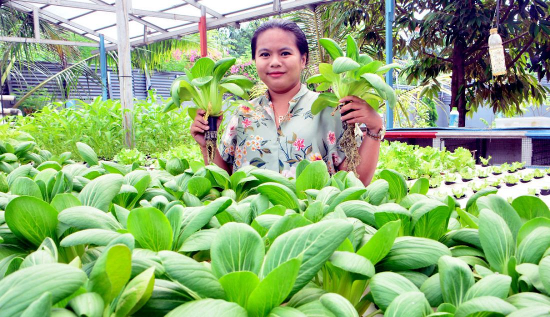 Seorang ibu rumah tangga Putu Tya mempersiapkan panen sayuran pakcoy dengan sistem hidroponik di halaman belakang rumahnya di Bakti Jaya, Tangerang Selatan, Banten, Rabu (13/4). Beragam tanaman hidroponik seperti pakcoy, selada dan bayam ditanam pada lahan pekarangan belakang rumah setahun terakhir dan menghasilkan pendapatan rata-rata 2 juta hingga Rp 2,5 juta/bulan. - JPNN.com