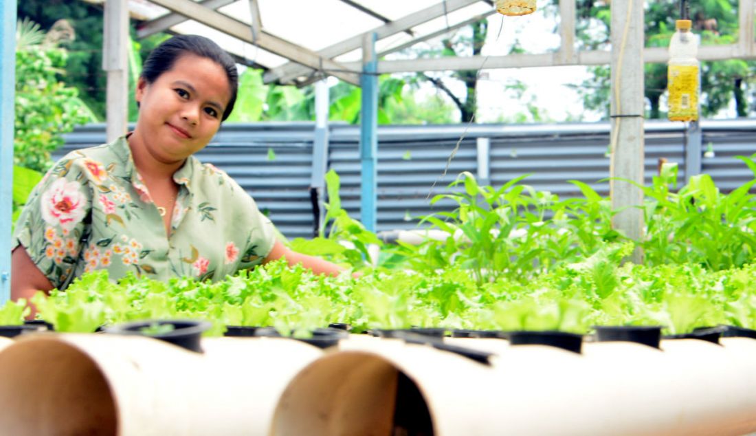 Seorang ibu rumah tangga Putu Tya mempersiapkan panen sayuran pakcoy dengan sistem hidroponik di halaman belakang rumahnya di Bakti Jaya, Tangerang Selatan, Banten, Rabu (13/4). - JPNN.com