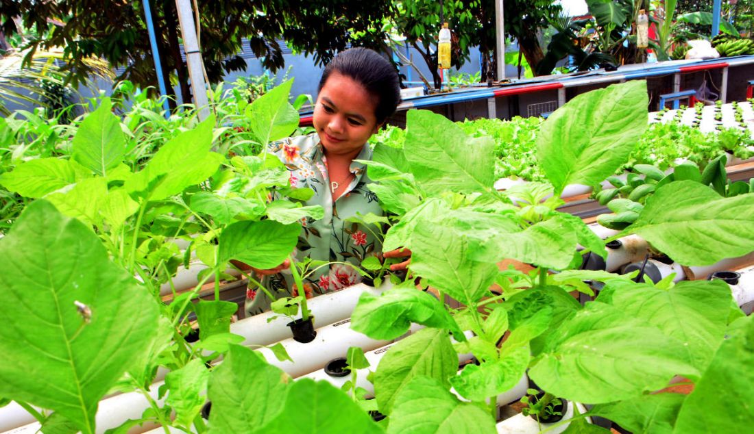 Beragam tanaman hidroponik seperti pakcoy, selada dan bayam bisa menghasilkan pendapatan rata-rata 2 juta hingga Rp 2,5 juta/bulan. - JPNN.com