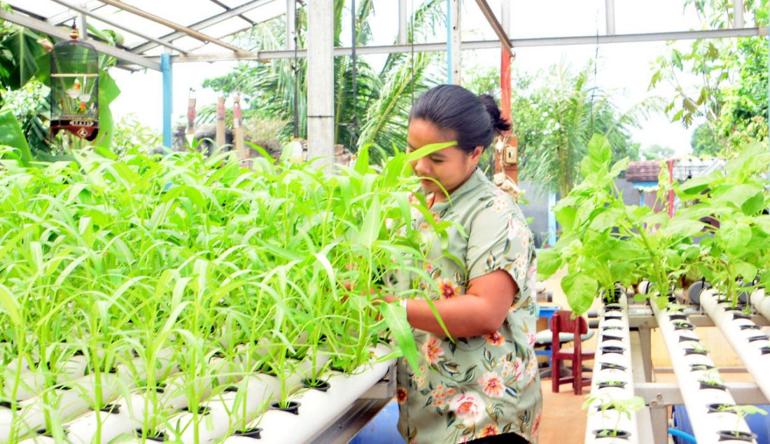 Seorang ibu rumah tangga Putu Tya mempersiapkan panen sayuran pakcoy dengan sistem hidroponik di halaman belakang rumahnya di Bakti Jaya, Tangerang Selatan, Banten, Rabu (13/4). - JPNN.com