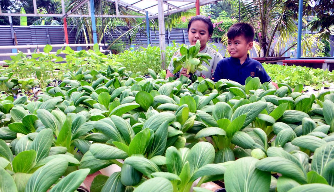 Seorang ibu rumah tangga mempersiapkan panen sayuran pakcoy dengan sistem hidroponik di halaman belakang rumahnya di Bakti Jaya, Tangerang Selatan, Banten, Rabu (13/4). - JPNN.com