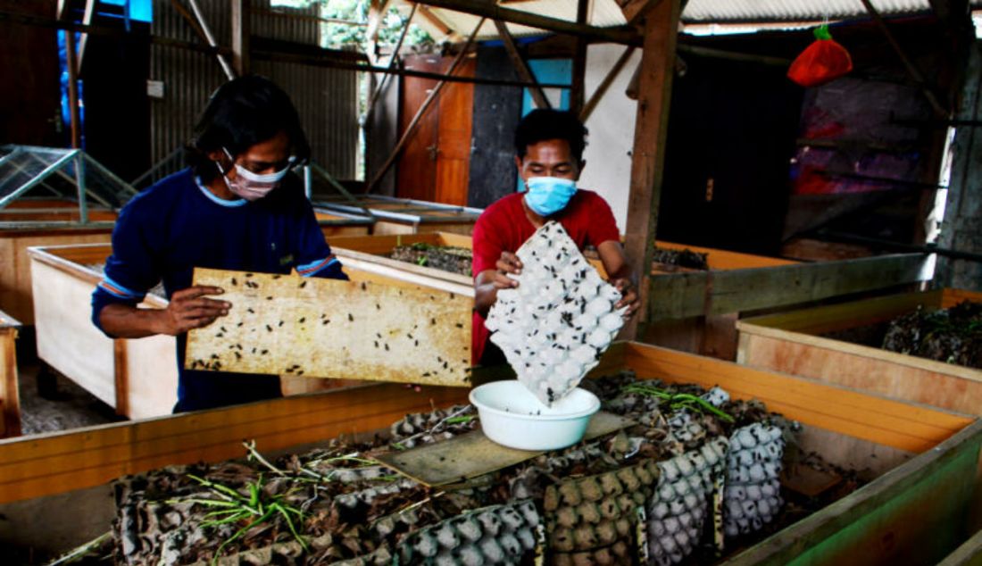 Perawatan pada kandang jangkrik di Kampung Pasiron, Bojongsari, Depok, Jawa Barat, Jumat (15/4). - JPNN.com