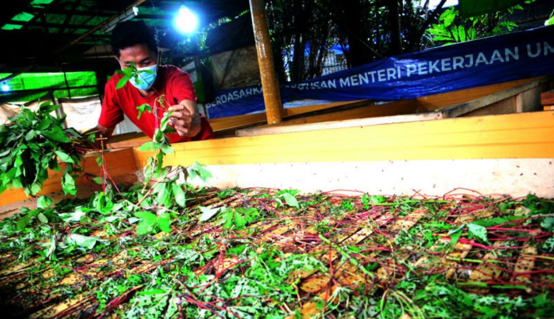 Warga melakukan perawatan pada kandang jangkrik di Kampung Pasiron, Bojongsari, Depok, Jawa Barat, Jumat (15/4). Dalam sebulan mereka menghasilkan rata-rata Rp 8 juta hingga Rp 10 juta dari budi daya jangkrik. - JPNN.com