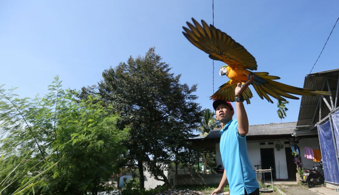 Pelatih burung paruh bengkok Albi melatih Blue and Gold Macaw (Ara Ararauna) di sekolah burung miliknya di Cipayung, Depok, Jawa Barat, Selasa (24/5). - JPNN.com