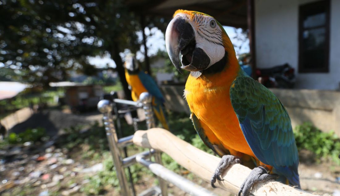 Burung paruh bengkok Blue and Gold Macaw (Ara Ararauna). - JPNN.com