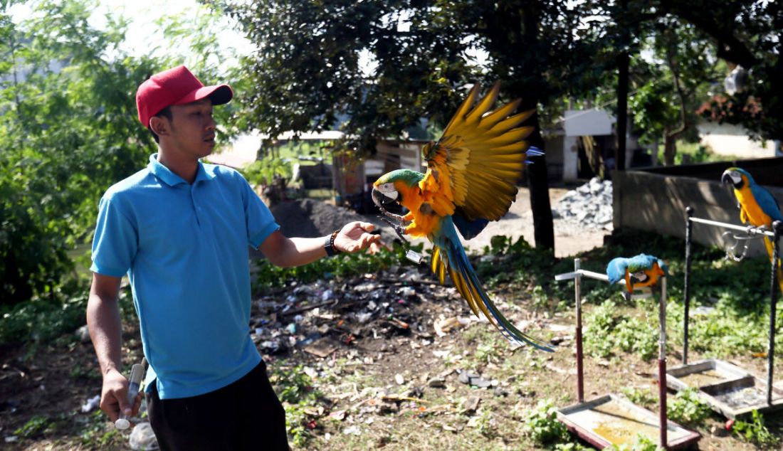 Pelatih Burung Paruh Bengkok Albi melatih burung Blue and Gold Macaw (Ara Ararauna) berharga Rp30 juta hingga Rp140 juta yang dititipkan pemiliknya di sekolah burung miliknya di Cipayung, Depok, Jawa Barat, Selasa (24/5). Biaya pelatihan burung paruh Bengkok sampai bisa terbang bebas dan kembali ke pemiliknya berkisar Rp500 ribu sampai Rp15 juta tergantung ukurannya. Biaya tersebut sudah termasuk pakan dengan lama pelatihan selama 3 minggu sampai 3 bulan tergantung karakter dan kecerdasannya. - JPNN.com