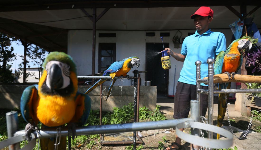 Pelatih burung paruh bengkok Albi melatih Blue and Gold Macaw (Ara Ararauna). Burung tersebut seharga Rp 30 juta hingga Rp 140 juta. Biaya pelatihan burung paruh bengkok Rp 500 ribu sampai Rp 15 juta tergantung ukurannya. Biaya tersebut sudah termasuk pakan. - JPNN.com