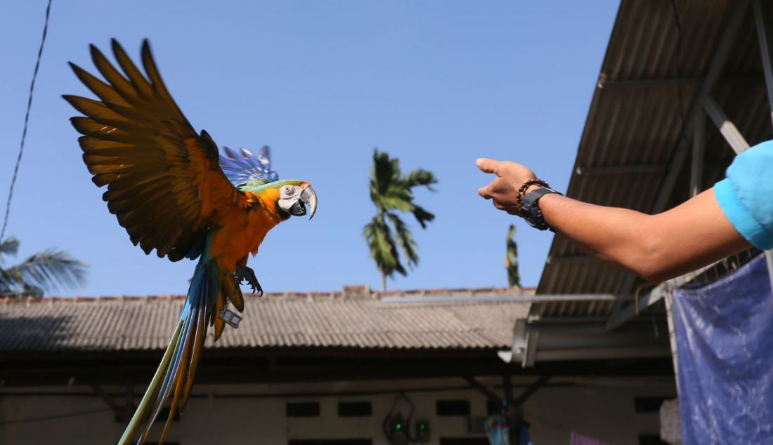 Pelatih burung paruh bengkok Albi melatih Blue and Gold Macaw (Ara Ararauna). Burung tersebut seharga Rp 30 juta hingga Rp 140 juta. Biaya pelatihan burung paruh bengkok Rp 500 ribu sampai Rp 15 juta tergantung ukurannya. Biaya tersebut sudah termasuk pakan. - JPNN.com