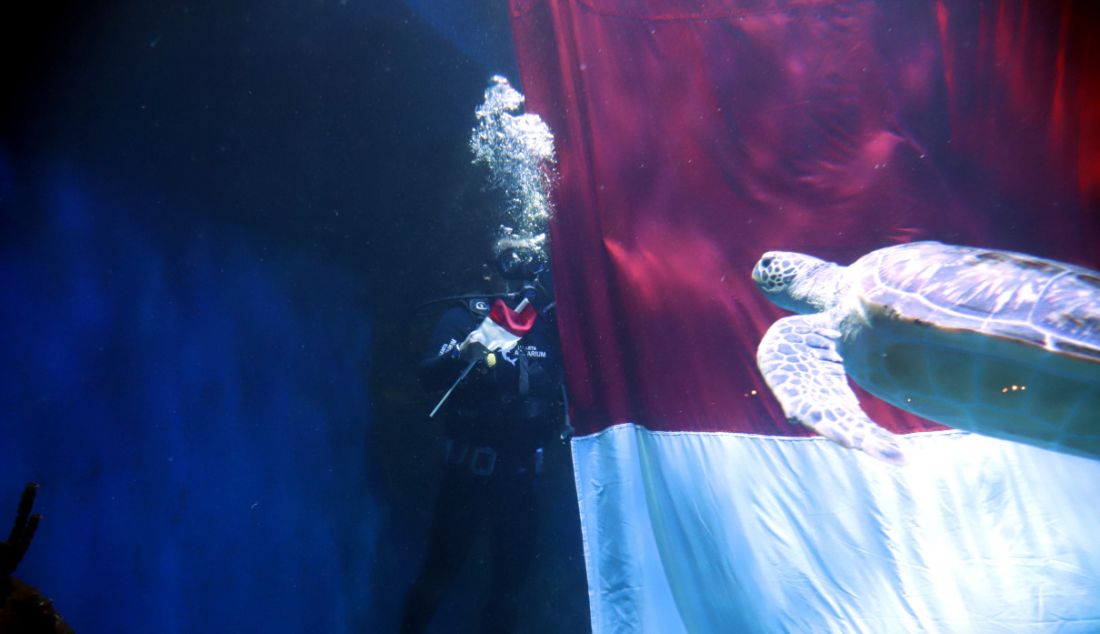 Penyelam mengibarkan bendera merah putih raksasa dalam rangka HUT ke-77 Kemerdekaan RI di Jakarta Aquarium & Safari (JAQS), Jakarta, Rabu (17/8). - JPNN.com