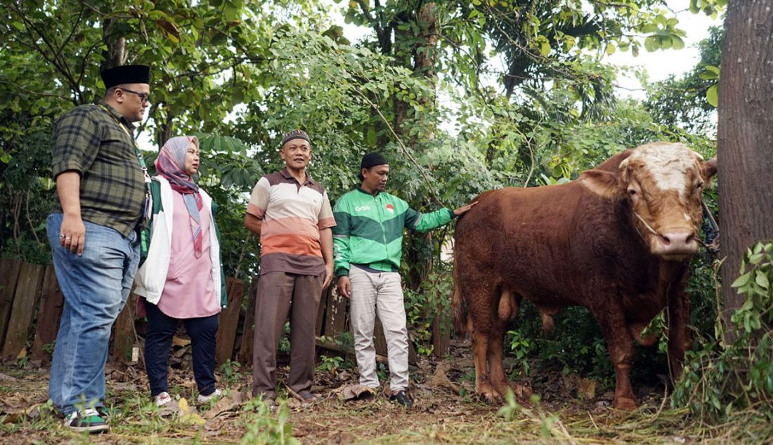 Perwakilan Mitra Pengemudi, Suyanto dan manajemen Grab Indonesia yang diwakili oleh Head Supply Management, Jabodetabek Reka Gayantika dan Heads of People Operations Fini Margarina menyerahkan sapi kurban jenis limosin seberat 1 ton kepada panitia Iduladha Muhajirin di Masjid Jami Al-Munawwarah, Ciganjur, Jakarta Selatan, Rabu (28/6). Dalam rangka memperingati Hari Raya Iduladha 1444 Hijriah, Grab Indonesia menyalurkan satu 1 ekor sapi seberat satu 1 ton dan ratusan ekor kambing yang akan diberikan kepada Mitra Pengemudi, masyarakat di lingkungan perusahaan, serta masyarakat yang membutuhkan di berbagai wilayah Indonesia. - JPNN.com