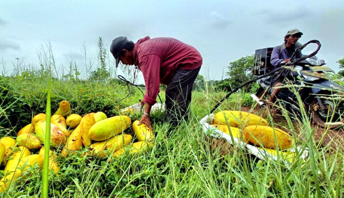 Petani memanen buah timun suri di lahan garapan kawasan Mampang, Depok, Jawa Barat, Rabu (13/3). Kondisi cuaca yang tidak menentu membuat panen kali ini lebih sedikit dan terlambat panen. - JPNN.com
