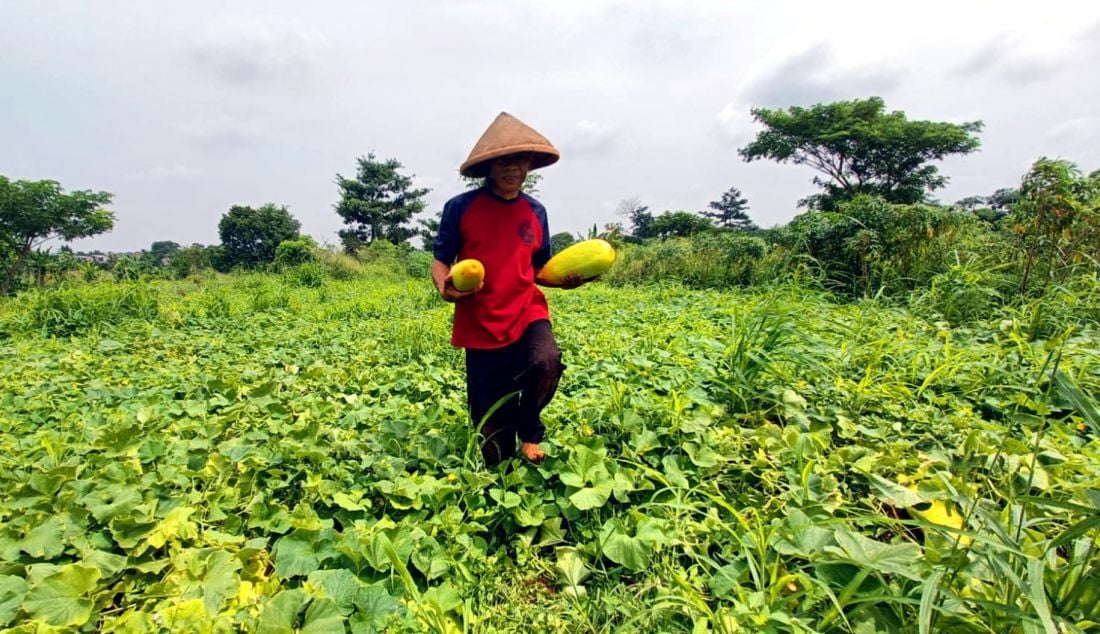 Petani memanen buah timun suri di lahan garapan kawasan Mampang, Depok, Jawa Barat, Rabu (13/3). Kondisi cuaca yang tidak menentu membuat panen kali ini lebih sedikit dan terlambat panen. - JPNN.com