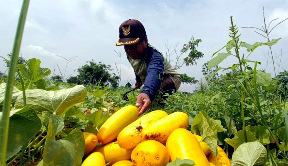 Petani memanen buah timun suri di lahan garapan kawasan Mampang, Depok, Jawa Barat, Rabu (13/3). Kondisi cuaca yang tidak menentu membuat panen kali ini lebih sedikit dan terlambat panen. Petani menjual hasil panen kepada tengkulak dengan harga mulai dari Rp 4.500 hingga Rp 9.000 per buah tergantung besarnya ukuran. - JPNN.com