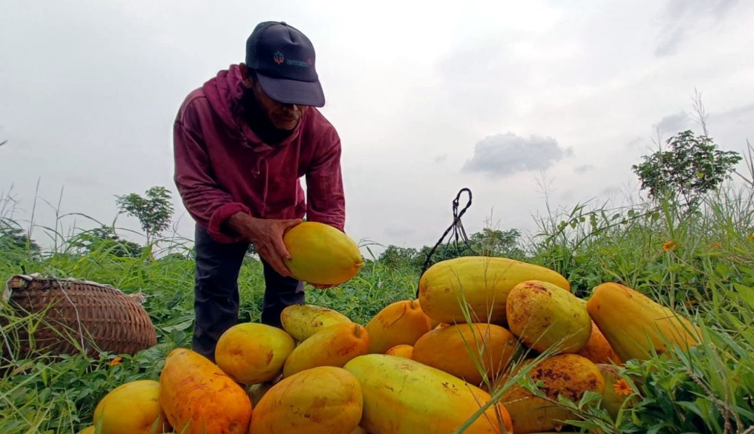 Petani memanen buah timun suri di lahan garapan kawasan Mampang, Depok, Jawa Barat, Rabu (13/3). - JPNN.com