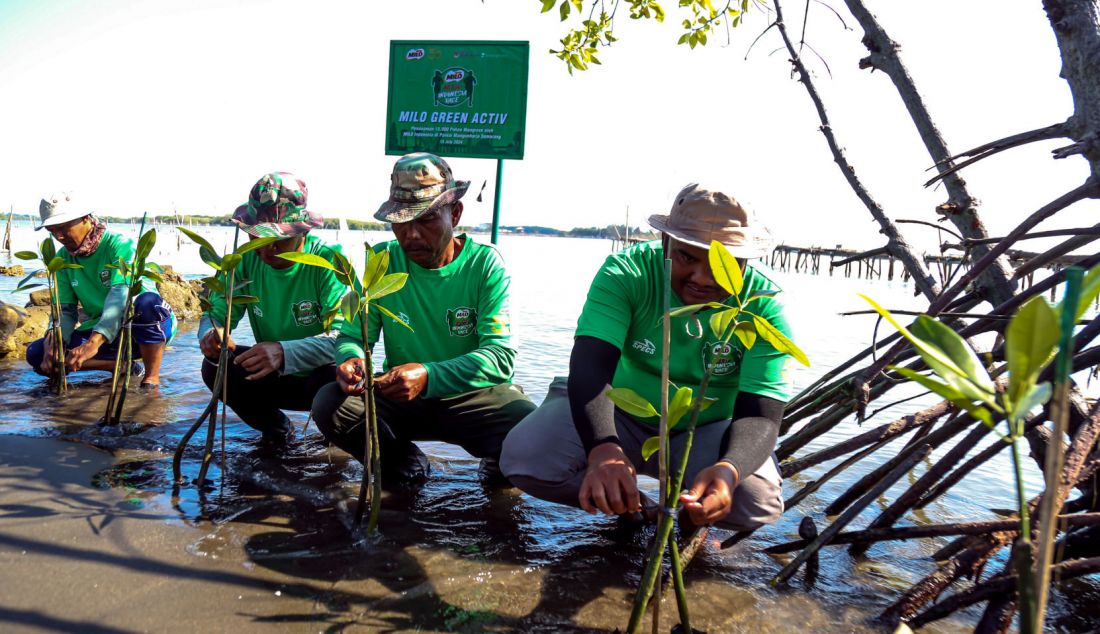 Kelompok Tani Mangrove Lestari melakukan penanaman mangrove lewat Gerakan Pilih Hijau di Pantai Mangunharjo, Kota Semarang, Jawa Tengah. Bekerja sama dengan Yayasan LindungiHutan dan Kelompok Tani Mangrove Lestari, Nestle MILO melakukan penanaman 15.000 mangrove yang merupakan perwujudan kontribusi MILO ACTIV Indonesia Race 2023 bagi masyarakat yang difokuskan pada upaya pelestarian lingkungan. - JPNN.com