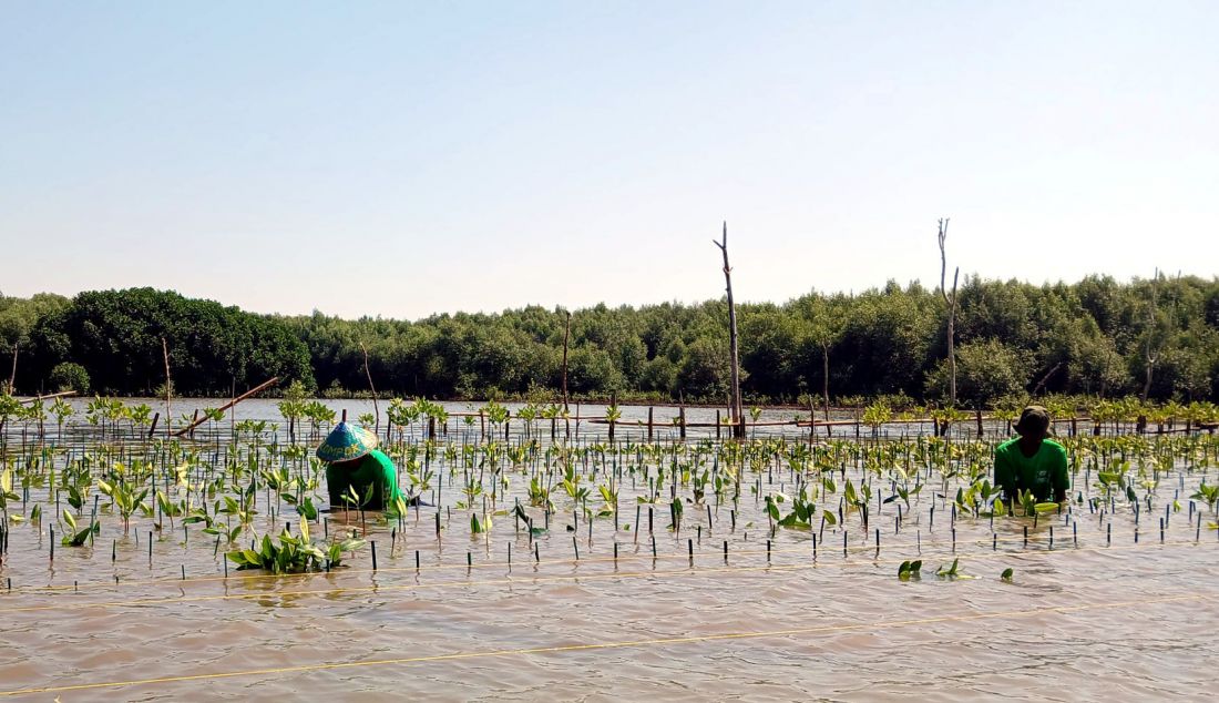 Kelompok Tani Mangrove Lestari melakukan penanaman mangrove lewat Gerakan Pilih Hijau di Pantai Mangunharjo, Kota Semarang, Jawa Tengah. Bekerja sama dengan Yayasan LindungiHutan dan Kelompok Tani Mangrove Lestari, Nestle MILO melakukan penanaman 15.000 mangrove yang merupakan perwujudan kontribusi MILO ACTIV Indonesia Race 2023 bagi masyarakat yang difokuskan pada upaya pelestarian lingkungan. - JPNN.com