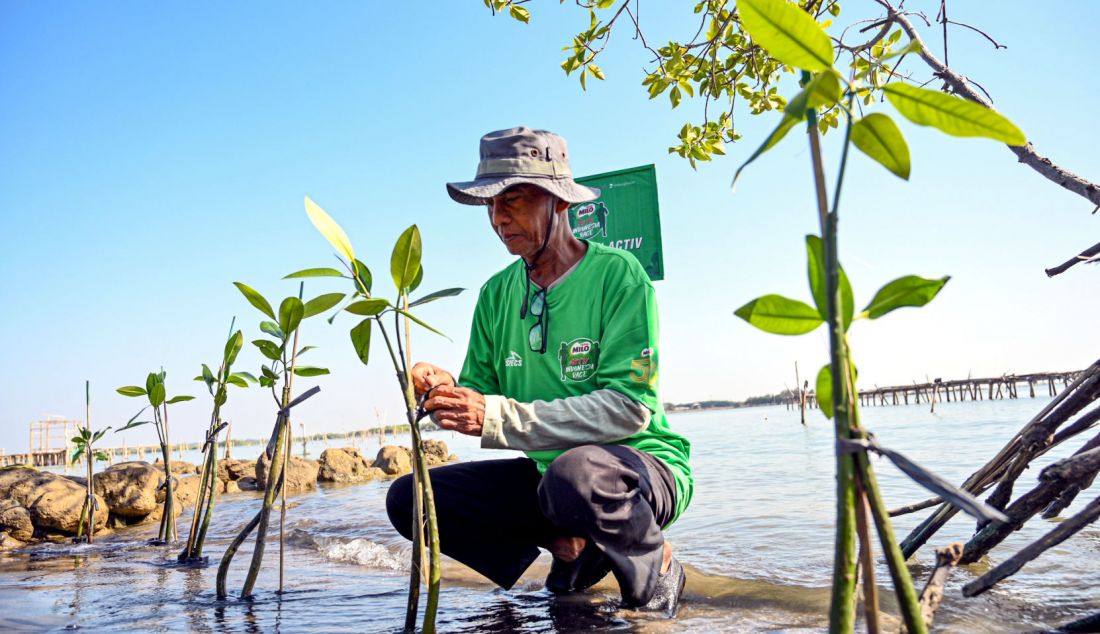 Kelompok Tani Mangrove Lestari melakukan penanaman mangrove lewat Gerakan Pilih Hijau di Pantai Mangunharjo, Kota Semarang, Jawa Tengah. Bekerja sama dengan Yayasan LindungiHutan dan Kelompok Tani Mangrove Lestari, Nestle MILO melakukan penanaman 15.000 mangrove yang merupakan perwujudan kontribusi MILO ACTIV Indonesia Race 2023 bagi masyarakat yang difokuskan pada upaya pelestarian lingkungan. - JPNN.com