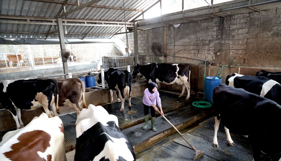 Sejak 1975, Nestle Indonesia telah bermitra dengan lebih dari 14.000 peternak sapi perah rakyat di Jawa Timur untuk membeli bahan baku dan memberikan dukungan pengembangan melalui teknologi, akses, dan edukasi dalam pengelolaan susu segar. Selain itu, Nestle juga aktif berinvestasi secara berkelanjutan untuk memperluas jaringan peternak mitra, memperkuat riset dan pengembangan, serta mendorong penerapan praktik peternakan yang lebih berkelanjutan demi meningkatkan komoditas pangan di Indonesia. - JPNN.com