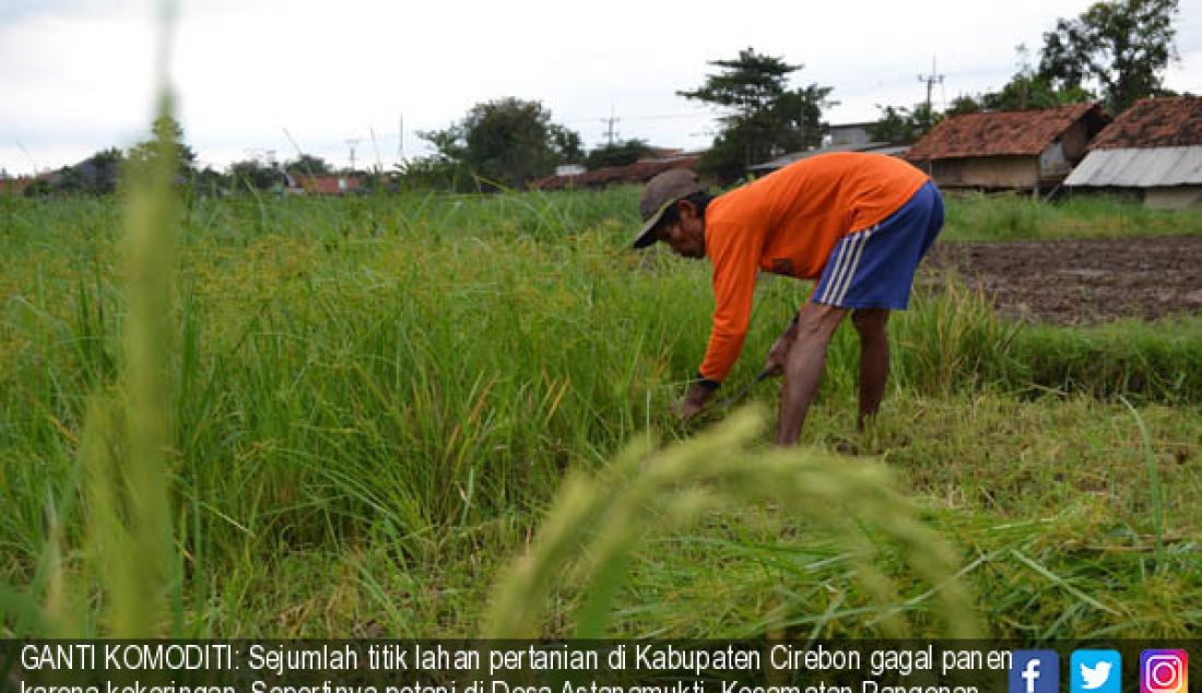 GANTI KOMODITI: Sejumlah titik lahan pertanian di Kabupaten Cirebon gagal panen karena kekeringan. Sepertinya petani di Desa Astanamukti, Kecamatan Pangenan, Kabupaten Cirebon yang banting setir mengubah lahan padinya menjadi - JPNN.com