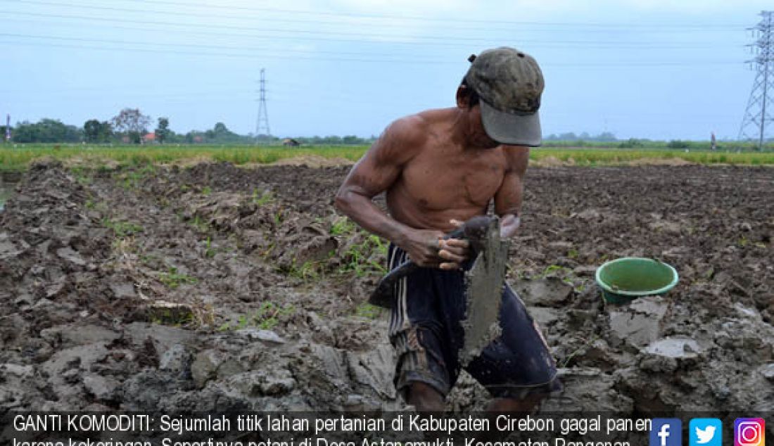 GANTI KOMODITI: Sejumlah titik lahan pertanian di Kabupaten Cirebon gagal panen karena kekeringan. Sepertinya petani di Desa Astanamukti, Kecamatan Pangenan, Kabupaten Cirebon yang banting setir mengubah lahan padinya menjadi - JPNN.com