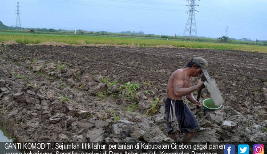 GANTI KOMODITI: Sejumlah titik lahan pertanian di Kabupaten Cirebon gagal panen karena kekeringan. Sepertinya petani di Desa Astanamukti, Kecamatan Pangenan, Kabupaten Cirebon yang banting setir mengubah lahan padinya menjadi - JPNN.com