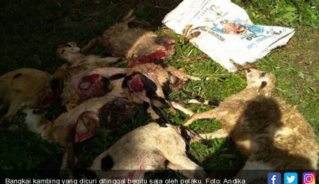 Bangkai kambing yang dicuri ditinggal begitu saja oleh pelaku. - JPNN.com