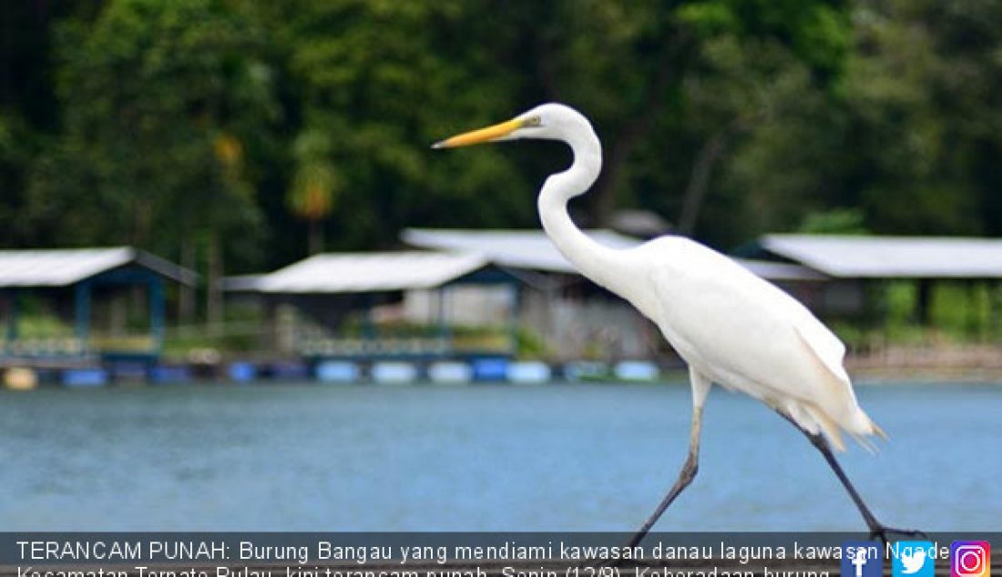 TERANCAM PUNAH: Burung Bangau yang mendiami kawasan danau laguna kawasan Ngade Kecamatan Ternate Pulau, kini terancam punah, Senin (12/9). Keberadaan burung ini kini tak lebih dari 10 ekor. - JPNN.com