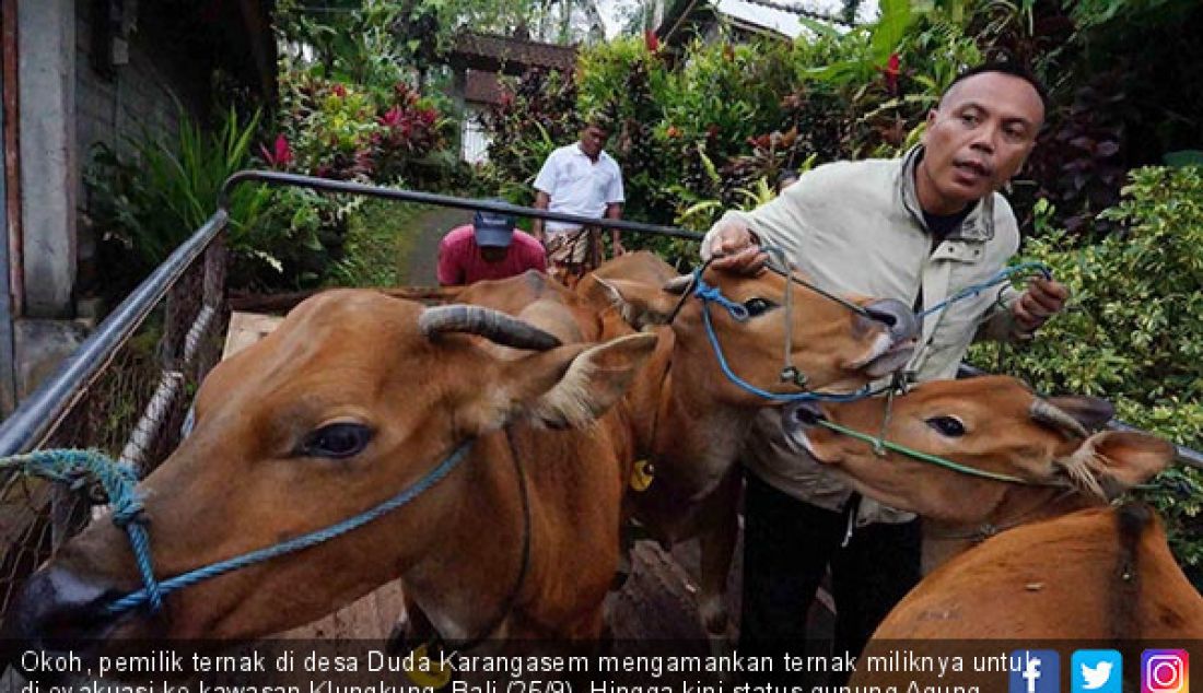 Okoh, pemilik ternak di desa Duda Karangasem mengamankan ternak miliknya untuk di evakuasi ke kawasan Klungkung, Bali (25/9). Hingga kini status gunung Agung memasuki level 4. - JPNN.com