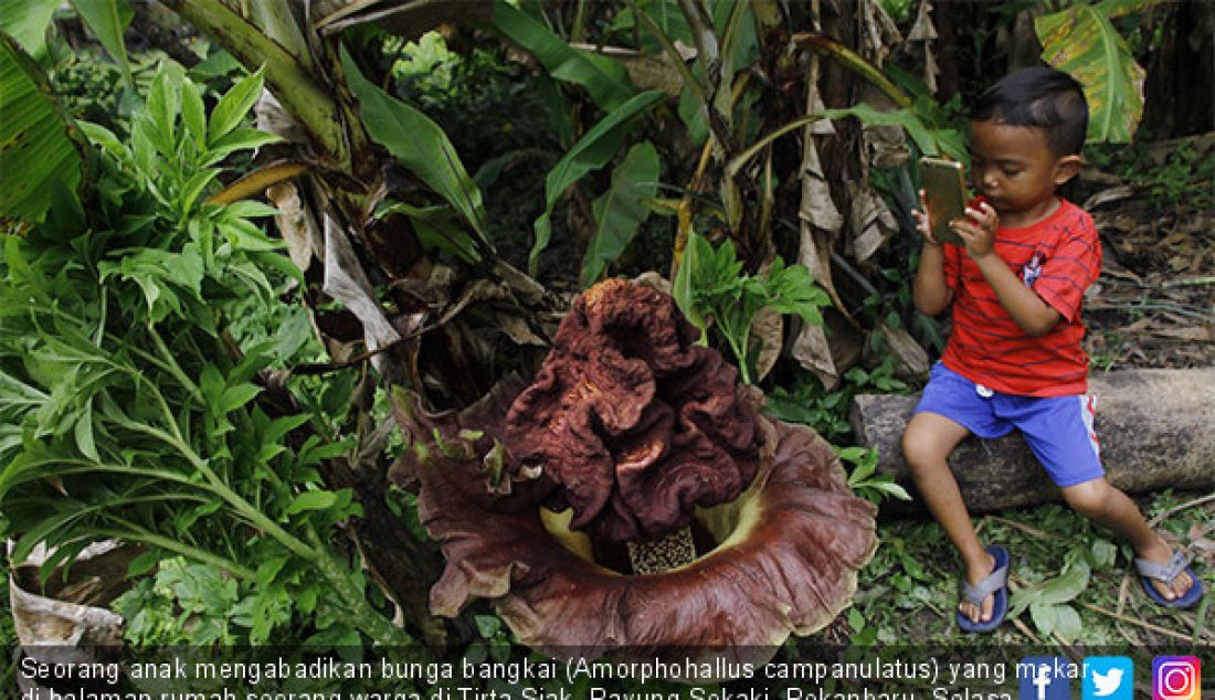 Seorang anak mengabadikan bunga bangkai (Amorphohallus campanulatus) yang mekar di halaman rumah seorang warga di Tirta Siak, Payung Sekaki, Pekanbaru, Selasa (21/11). Bunga diperkirakan memiliki tinggi 70 cm, lebar 50 cm. - JPNN.com