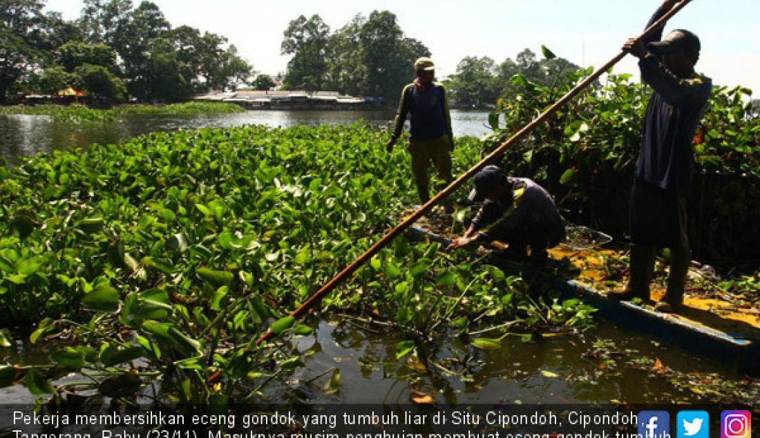 Pekerja membersihkan eceng gondok yang tumbuh liar di Situ Cipondoh, Cipondoh, Tangerang, Rabu (23/11). Masuknya musim penghujan membuat eceng gondok tumbuh dengan cepat sehingga membuat petugas kebersihan kewalahan membersih - JPNN.com