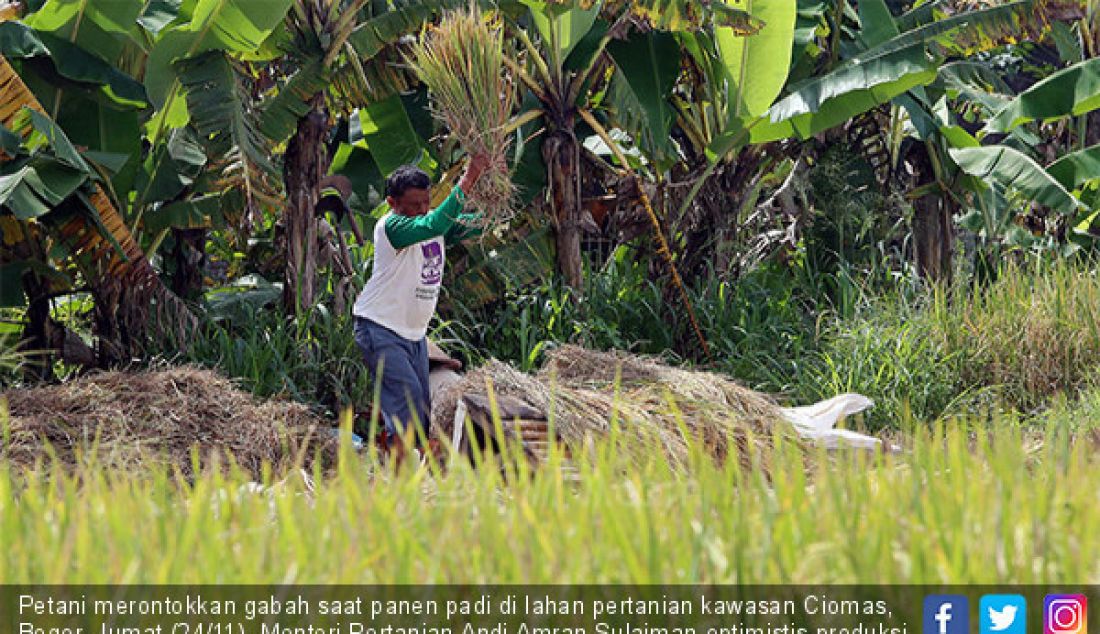 Petani merontokkan gabah saat panen padi di lahan pertanian kawasan Ciomas, Bogor, Jumat (24/11). Menteri Pertanian Andi Amran Sulaiman optimistis produksi gabah kering panen (GKP) akan mencapai target 80 juta ton. - JPNN.com