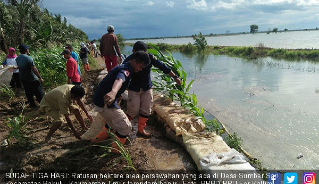 SUDAH TIGA HARI: Ratusan hektare area persawahan yang ada di Desa Sumber Sari, Kecamatan Babulu, Kalimantan Timur terendam banjir. - JPNN.com